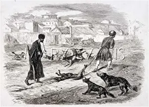 Periodically: DOGS DESTROYED, CRIMEA
