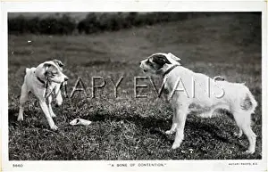 Contention: DOGS FIGHT OVER A BONE