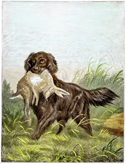 Flatcoated: Dogs - Flatcoated Retriever