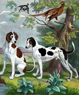 Foxhound: Dogs - Foxhound and Pointer