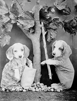Doggy: DOGS UNDER FRUIT TREE