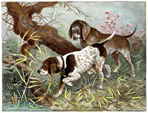 Pointers: Dogs - German Pointers