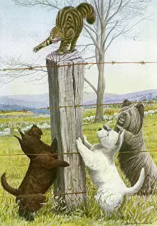 Skye: Three dogs harass a cat