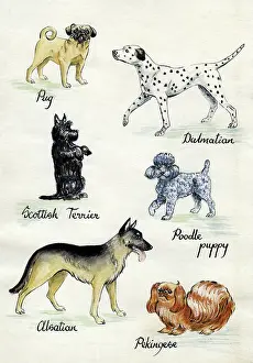 Norris: Six dogs including Pug, Dalmation & Alsatian