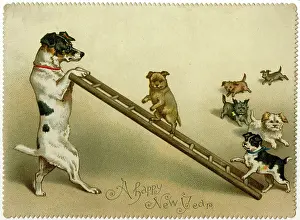 Dogs: DOGS AND LADDER