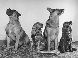 Four dogs looking up