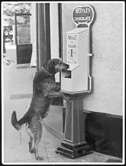 Nestles: DOGS LOVE CHOCOLATE