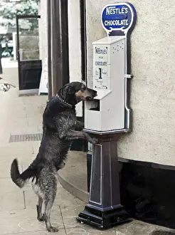 Nestles: DOGS LOVE CHOCOLATE