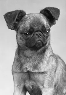 Griffon: DOG'S MISCHIEVOUS FACE