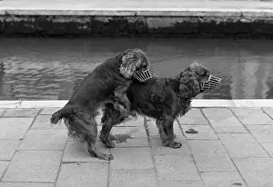 Muzzles: Two dogs in muzzles