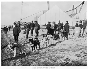 Nome: DOGS AT NOME, ALASKA