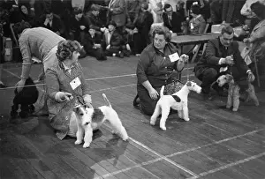 Maurice Ambler Collection: Dogs and their owners at Crufts