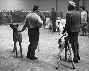 Sawdust: Dogs and their owners at a dog show