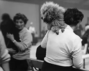Poodles: Dogs and their owners at a dog show