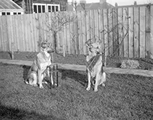 Goodwins: DOGS PLAYING CRICKET