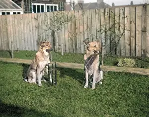 Goodwins: DOGS PLAYING CRICKET