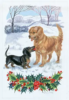 Caley: Two dogs playing in the snow
