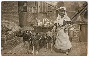 Muzzled: DOGS PULLING MILK CART