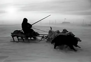 Nenets: Dog's relay, 1954