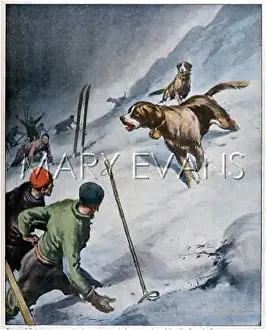 Bernards: DOGS RESCUE SKIERS