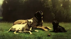 Skye: Dogs Resting