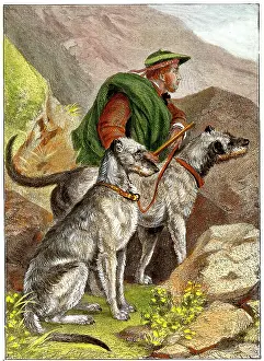 Deerhounds: Dogs - Scotch Deerhounds