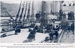 Haulage: Some of the dogs of the Scott expedition