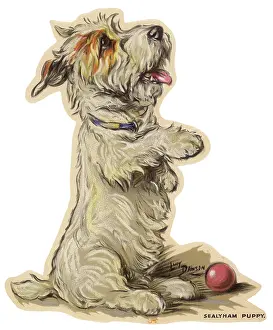 Sealyham: Dogs, Sealyham, Dawson