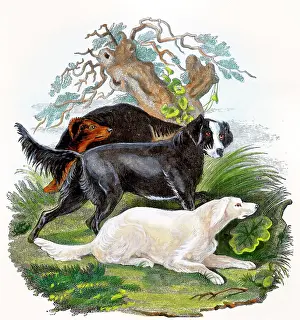 Setters: Dogs - Setters