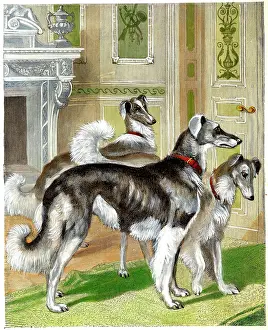 Wolfhounds: Dogs - Siberian Wolfhounds