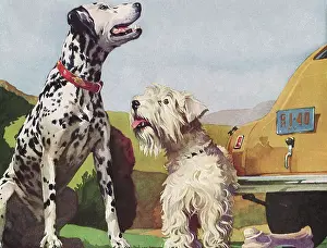 Canines: Two Dogs on the Sidewalk
