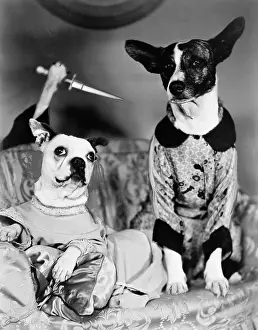 Enigma: Two dogs sitting on a couch with a dog attaching