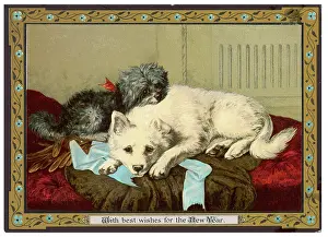 Spitz: DOGS SLEEPING TOGETHER
