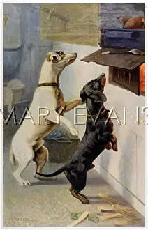 Enticing: DOGS SMELL FOOD
