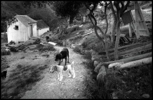 Farmyard: Two dogs in a Spanish farmyard