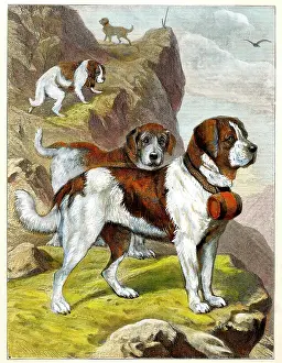 Bernards: Dogs - St Bernards of the Hospice