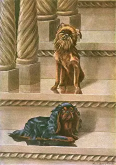Griffon: Two dogs on a staircase