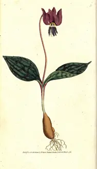 Erythronium: Dog's tooth violet, Erythronium dens-canis