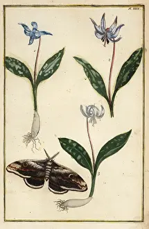 Corrigee: Dog's-tooth violet and moth