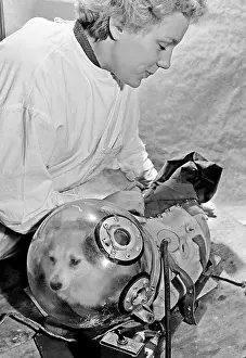Manned: Dogs trained for spaceflight
