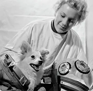 Manned: Dogs trained for spaceflight
