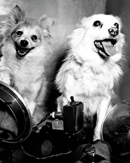 Orbital: Dogs trained for spaceflight