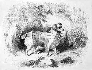Truffle: DOGS/TRUFFLEHOUND/