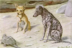 Chihuahua: Two dogs and a turtle
