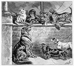 Leashes: DOGS WAITING AT STORES