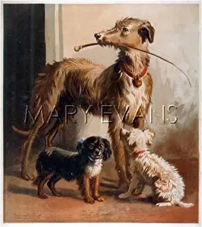 Deerhound: THREE DOGS AND WHIP