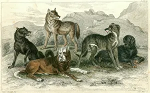 Compared: DOGS AND WOLVES