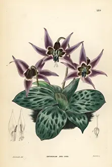 Dogtooth: Dogtooth violet, Erythronium dens-canis