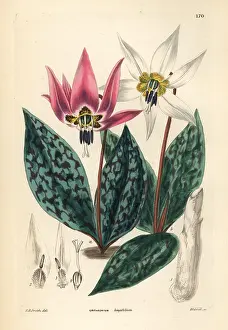 Dogtooth: Dogtooth violet, Erythronium dens-canis
