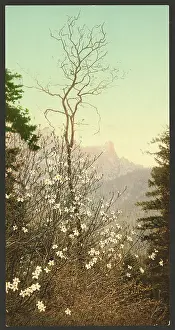 Dogwood: Dogwood blossoms